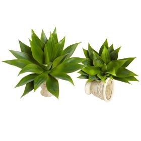 Agave Succulent Plant (Set of 2)