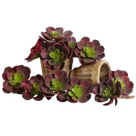 Echeveria w/24 Lvs (Set of 12) (Color: Burgundy, size: 5")